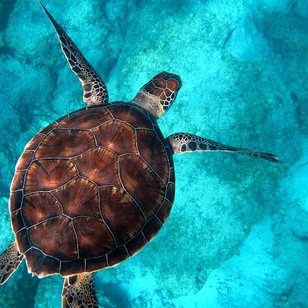 Funafuti Marine Conservation in Tuvalu