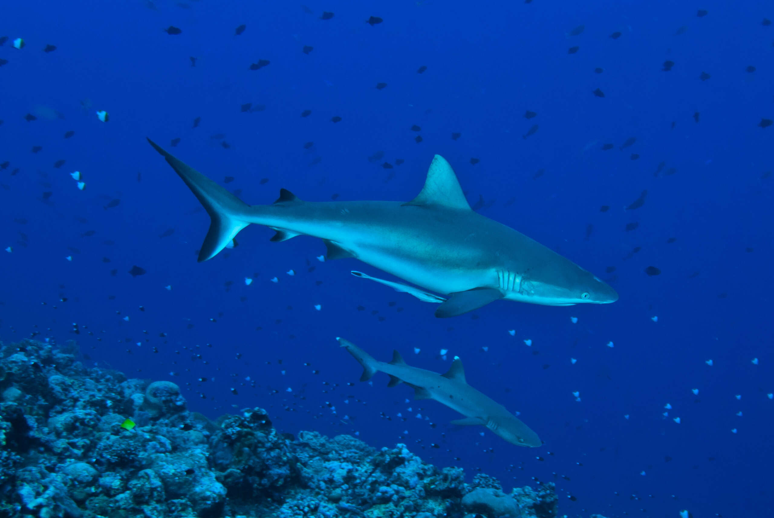 sharks2_bluecorner-1