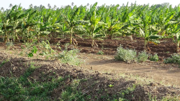 Beletwein, Hirshabelle, Farm & Green Land