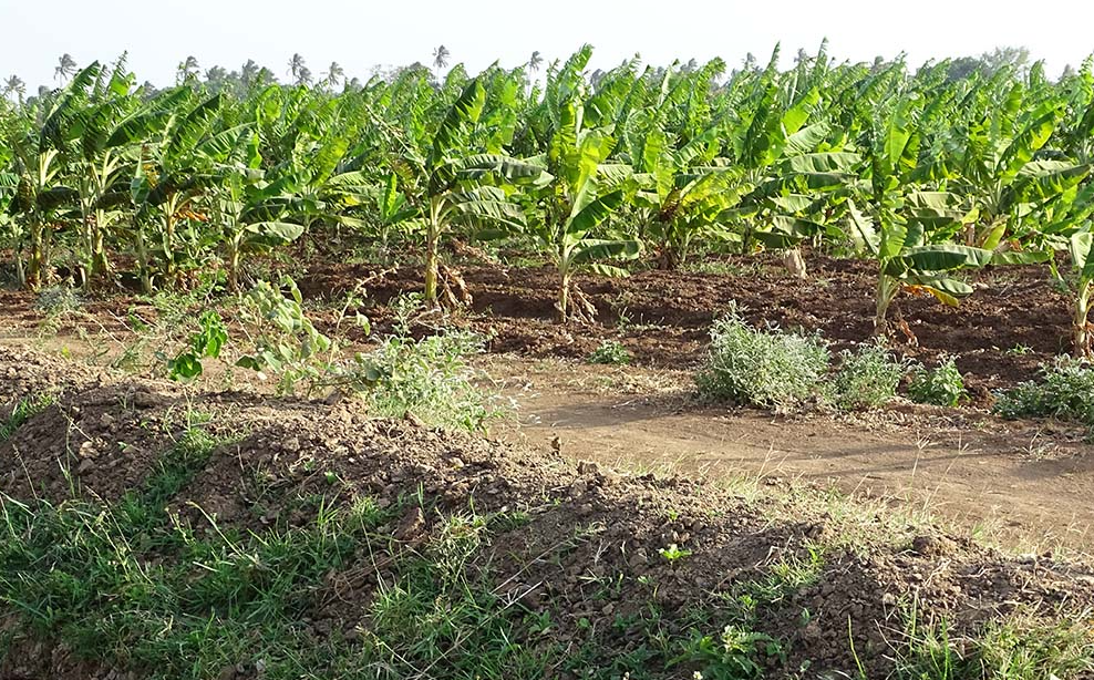 Beletwein, Hirshabelle, Farm & Green Land