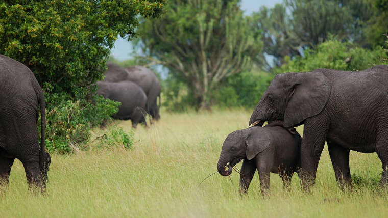 Wildlife in Uganda