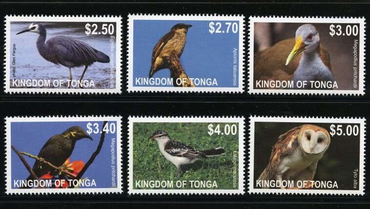 Bird Watching in Tonga