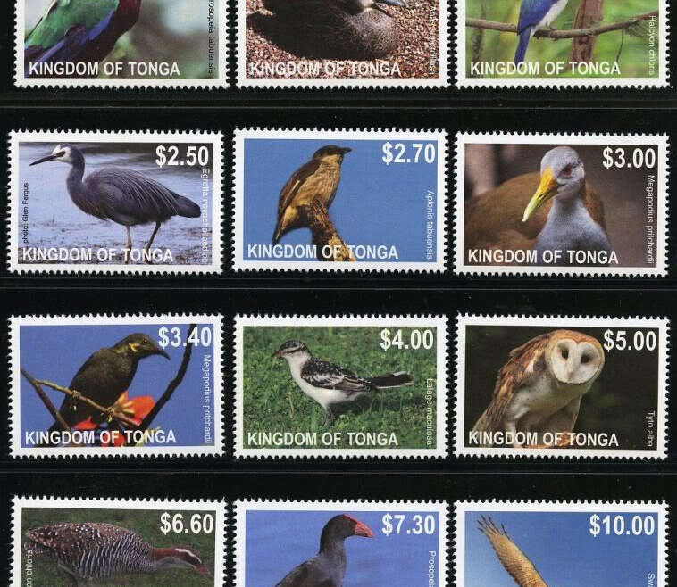 Bird Watching in Tonga