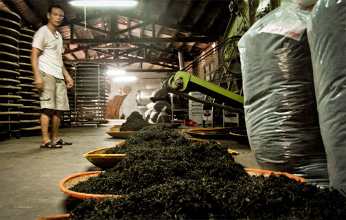 Tea Tasting and Visit a Tea Factory