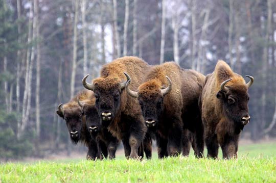 National Park & Outdoors in Poland