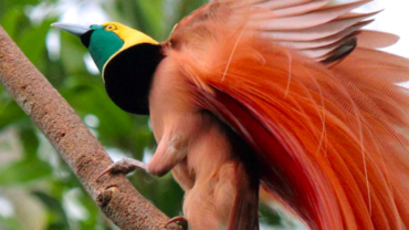 Bird Watching in Papua New Guinea