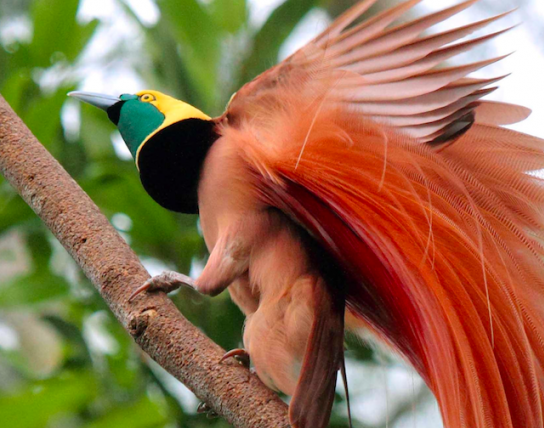 Bird Watching in Papua New Guinea