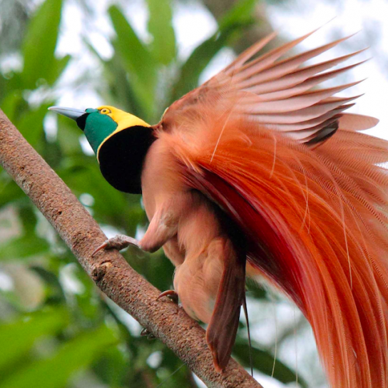 Bird Watching in Papua New Guinea