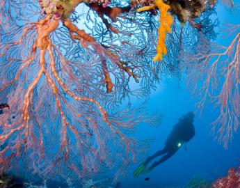 Diving in Papua New Guinea