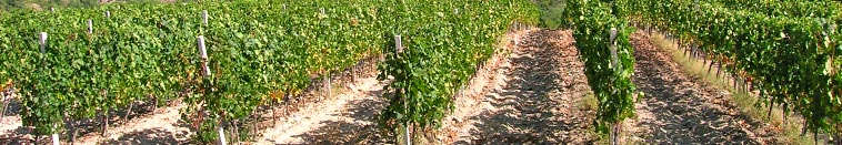 wine-grapes-macedonia