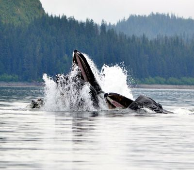 This is your chance to see brown bears, Sitka black tail deer and other wildlife up close in the natural scenic beauty of the last frontier....