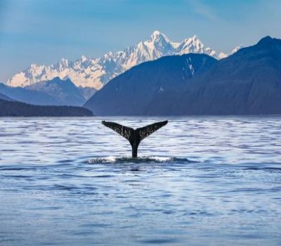 Looking for adventure? This is the package for you! See majestic whales in Juneau, take a helicopter up to a glacier in Skagway....