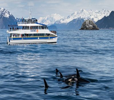 Alaska's spectacular marine life and one of its best known glaciers all in a half day program on a boat holding a maximum of 40 guests. Whale viewing is guaranteed....