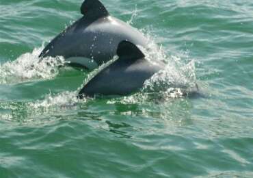 Discover Dolphin from Hamilton