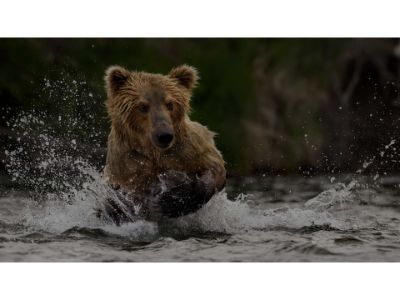Bear Search Wildlife
