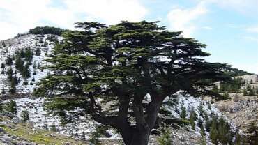 The 4 Seasons for Lebanon