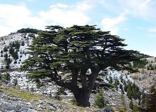 The 4 Seasons for Lebanon