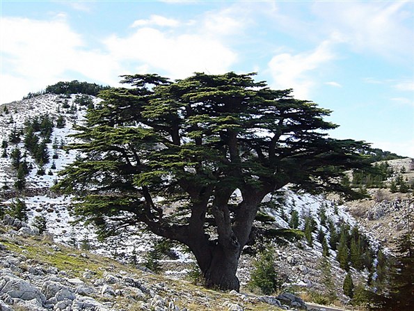 The 4 Seasons for Lebanon