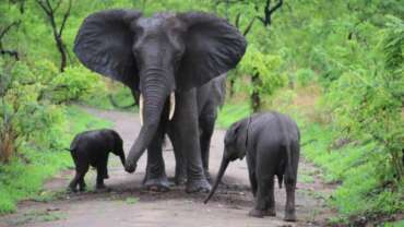 Wildlife Safari in Malawi