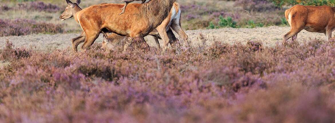 Veluwe – Netherlands