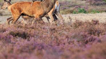 Veluwe – Netherlands