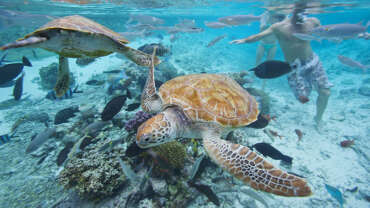 Diving & Snorkeling in Tahiti Islands