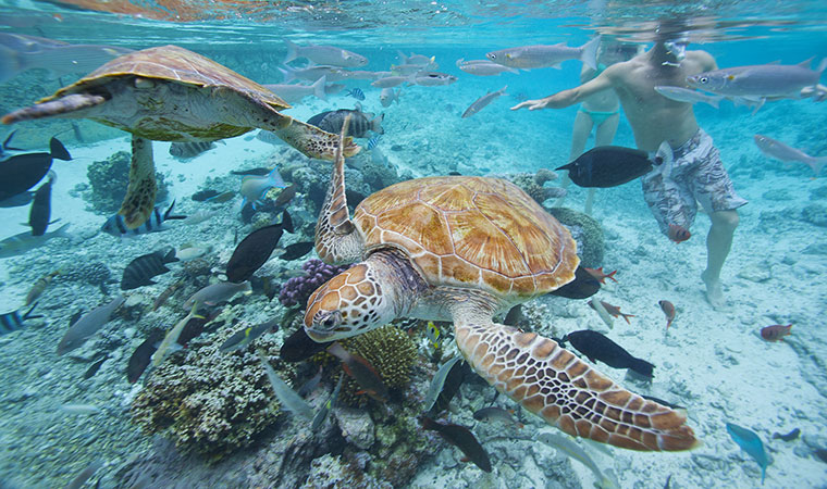 Diving & Snorkeling in Tahiti Islands