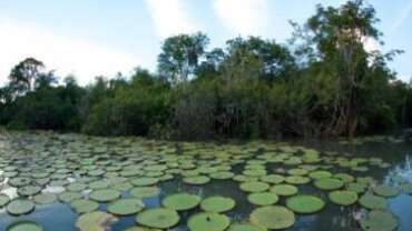 Experiences in Guyana