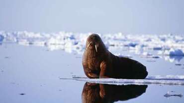 National Park in Greenland