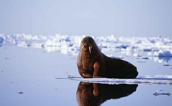 National Park in Greenland