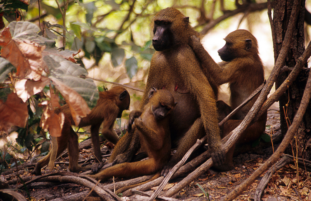 Nature & Wildlife Tourism in The Gambia