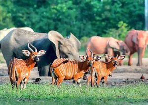 National Parks & Reserves in Cameroon