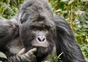 Democratic Republic of Congo Safari Tour