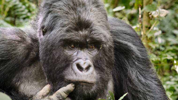 Democratic Republic of Congo Safari Tour