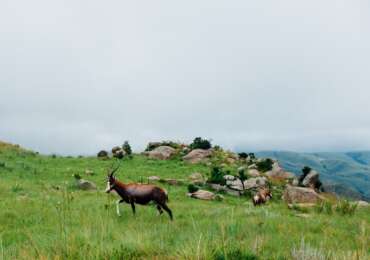 Swaziland & South Africa Safari Tour Experience