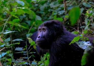 Uganda Safari Tour