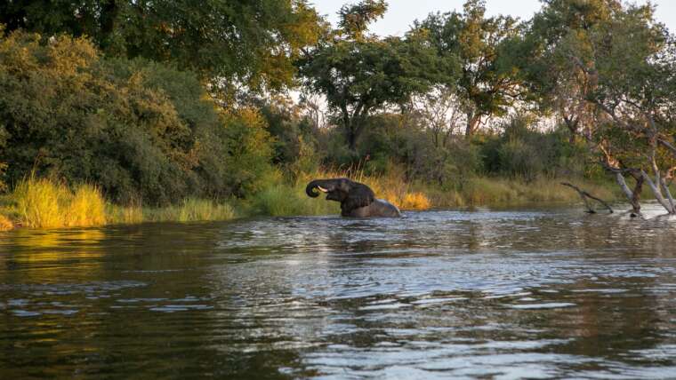 Zambia Safari Tour