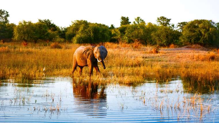 Zimbabwe Safari Tour with Victoria Fall