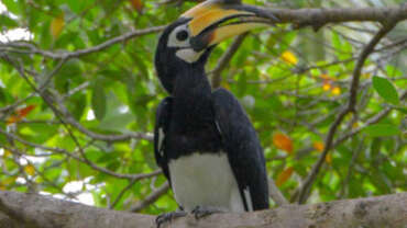 Nature & Wildlife in Brunei