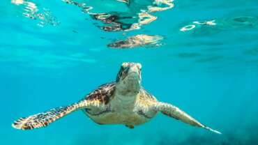 Water Sports in Barbados