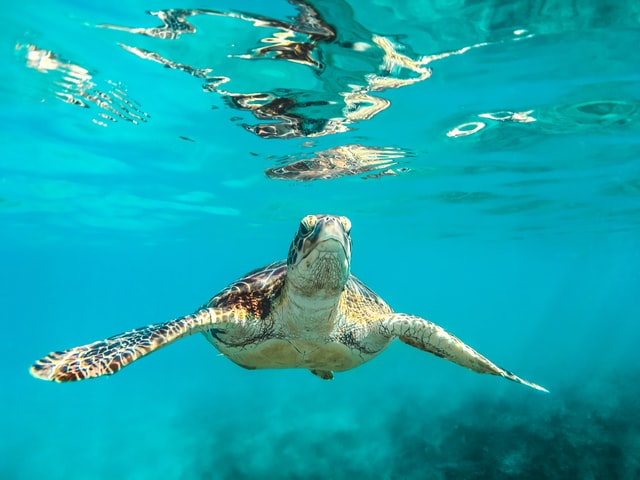 Water Sports in Barbados