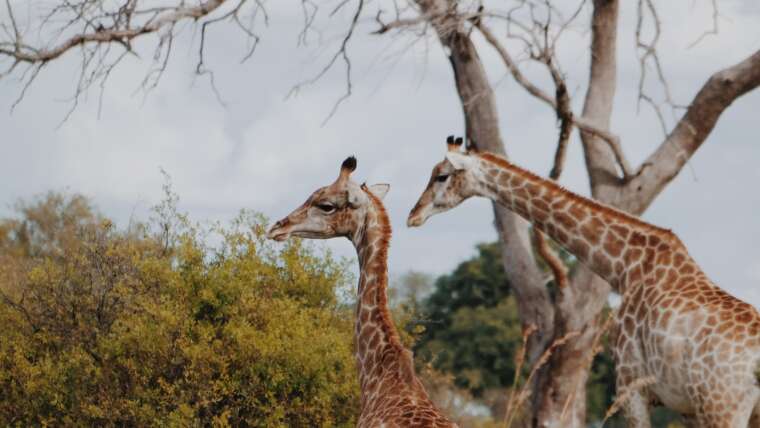 Botswania Safari Tour