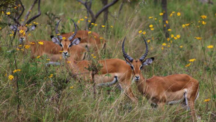 Rwanda Safari Tour