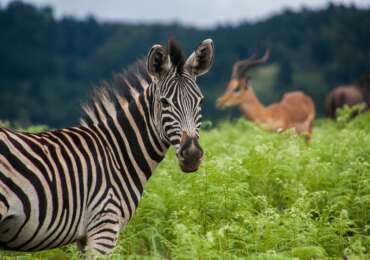 Swaziland Safari Experience