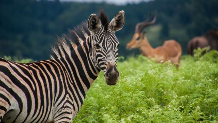 Swaziland Safari Experience