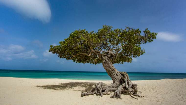 Aruba Beach Stay