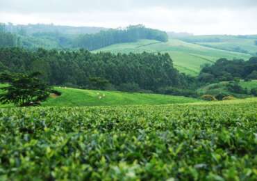 Malawi Safari Experience