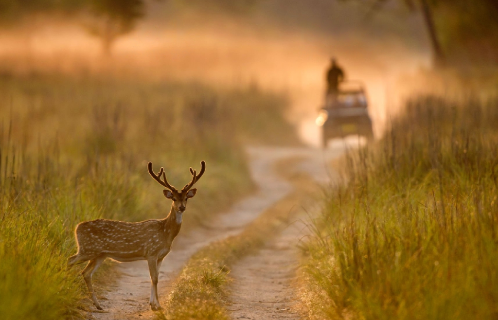 Embark On Luxury Wildlife Safari And See Exotic Sights Everywhere!