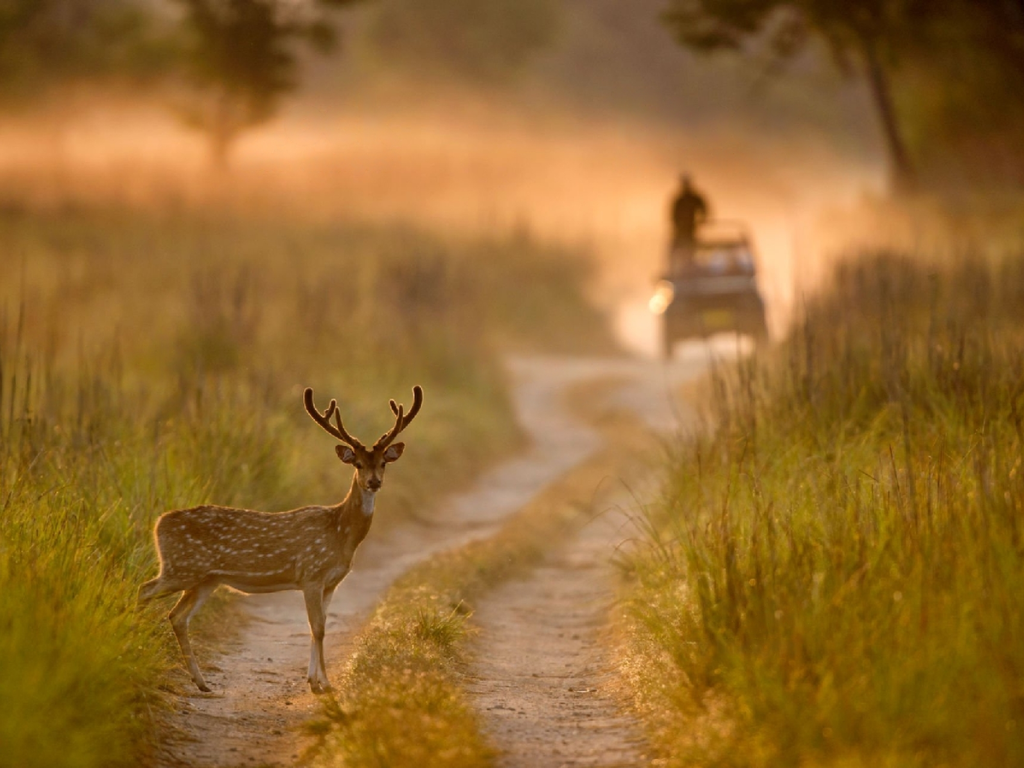 wildlife safari