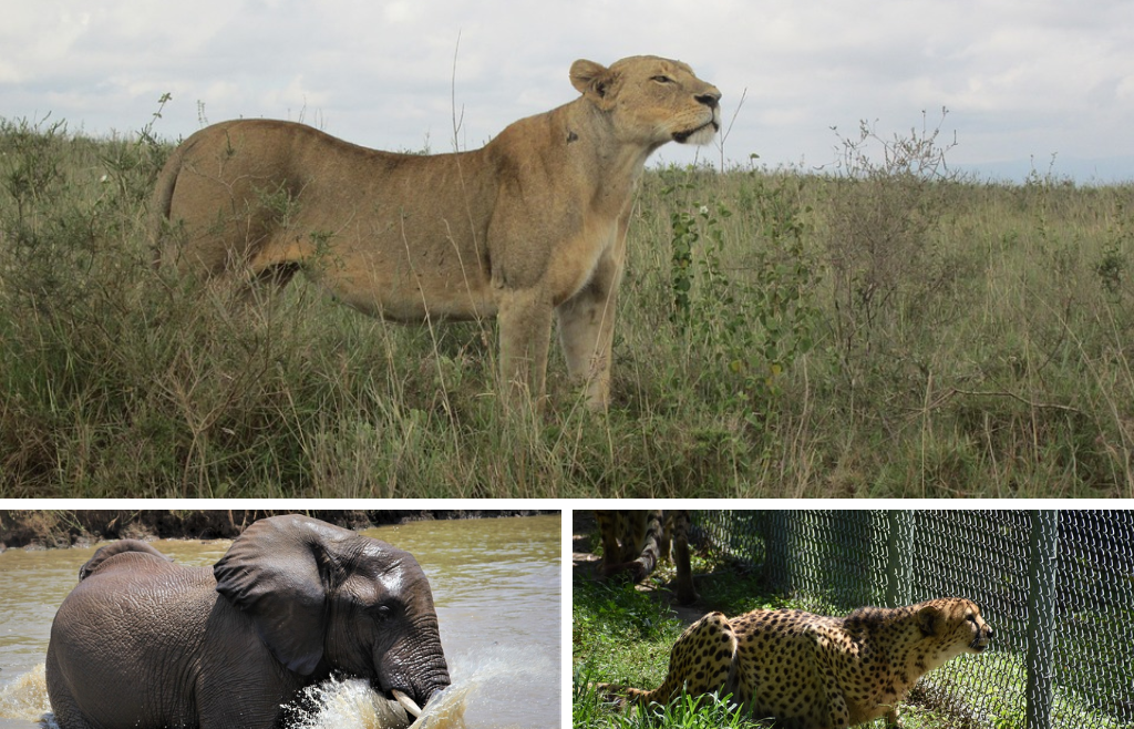 Wildlife Safari in Africa Luxury Tours Guide